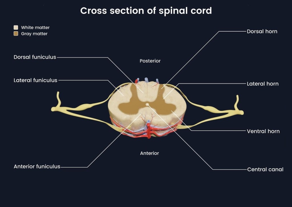 Anatomy and Function of the Spinal Cord