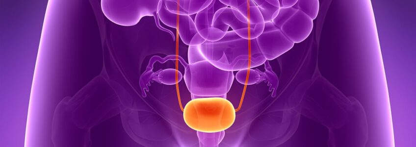 The Impact of Spinal Cord Lesions on the Urinary Bladder